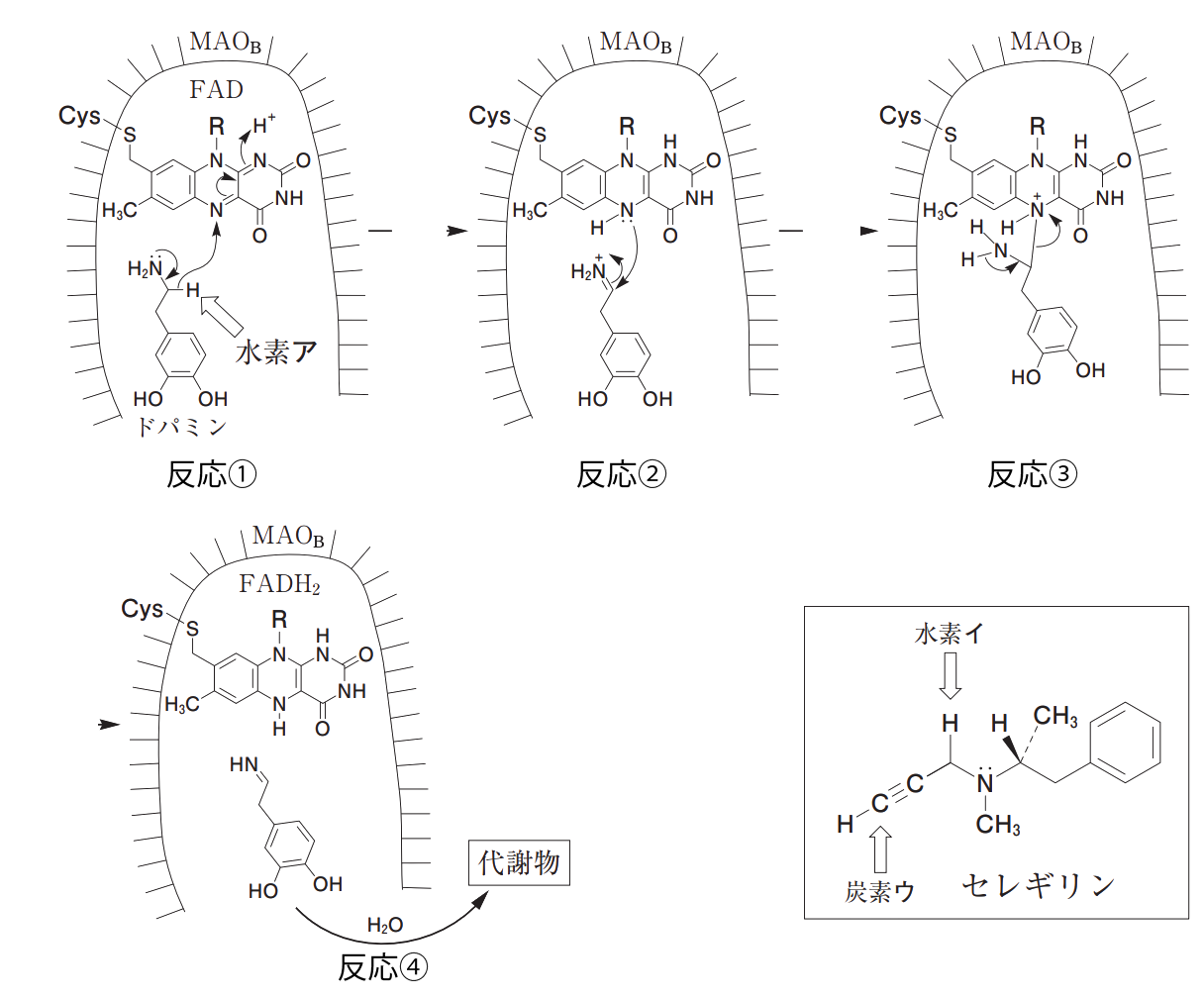 ドパミンの代謝機構とセレギリンの構造