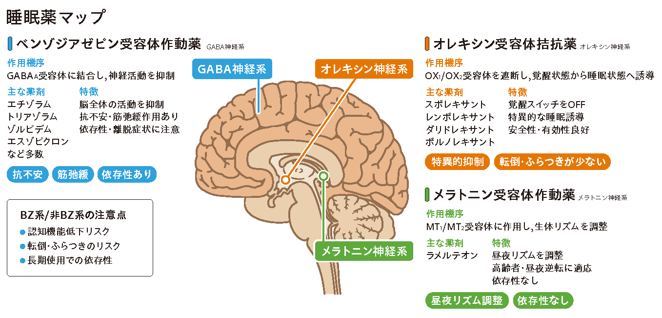 睡眠薬マップ　ベンゾジアゼピン受容体作動薬・オレキシン受容体拮抗薬・メラトニン受容体作動薬の作用部位と特徴